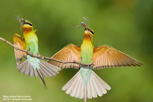 Blue-tailed Bee-eater Reserve image