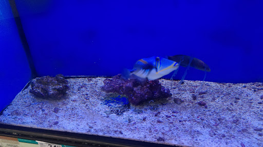 Pet Supply Store «Petco Animal Supplies», reviews and photos, 2520 E 3rd St, Bloomington, IN 47401, USA