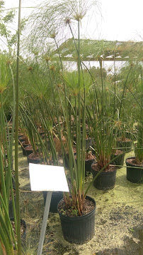 Florida Nursery Mart - Photo 9 - Car repair in Davie, FL, Fort Lauderdale