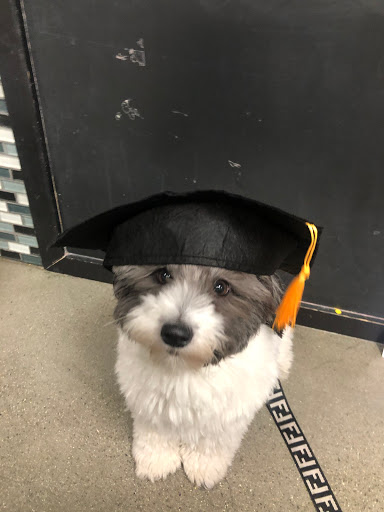 Pet Supply Store «Unleashed by Petco», reviews and photos, 226 Harvard Ave, Allston, MA 02134, USA