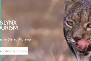 Birds&Lynx Ecotourism - Observación de Lince ibérico - Ecoturismo image