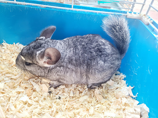 Pet Supply Store «Petco Animal Supplies», reviews and photos, 430 N Euclid St, Anaheim, CA 92801, USA