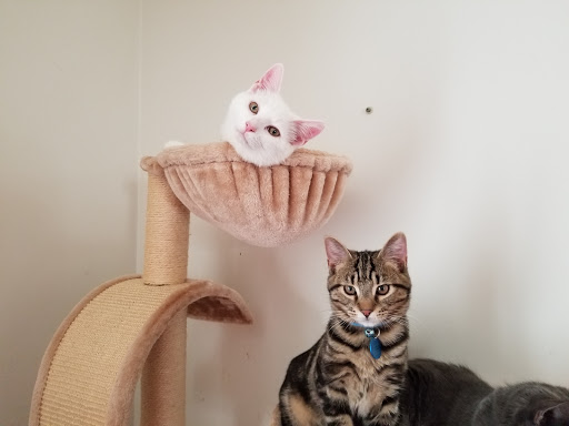 Pet Supply Store «Pet Valu», reviews and photos, 1539 S Pleasant Valley Rd, Winchester, VA 22601, USA