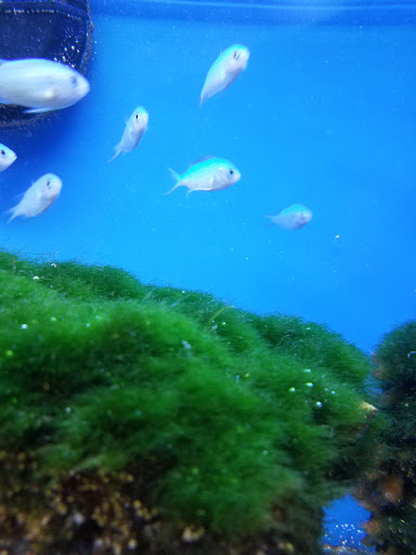 Pet Supply Store «Petco Animal Supplies», reviews and photos, 7215 170th Ave NE #115, Redmond, WA 98052, USA