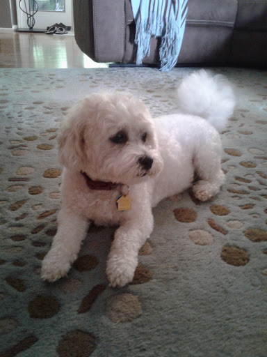 Pet Supply Store «Petco Animal Supplies», reviews and photos, 2823 County Home Rd, Goshen, IN 46526, USA