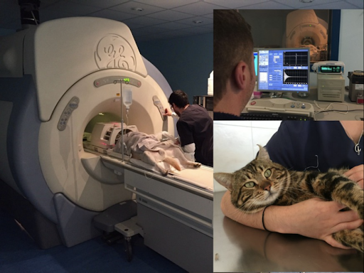 Mivet Centro Veterinario de Diagnóstico Por Imagen del Levante en Quesada