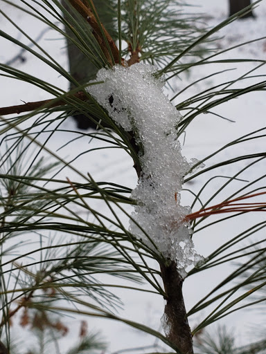 State Park «Lowell-Dracut-Tyngsborough State Forest», reviews and photos, Trotting Park Rd, Dracut, MA 01826, USA