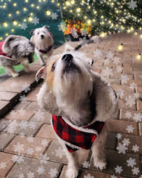 The Premier Pet Nurse - Photo 4 - Car repair in , Yonkers