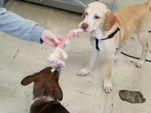 Pet Groomer «Tidy Dog Pet Supply & Salon», reviews and photos, 2612 Lebanon Pike A, Nashville, TN 37214, USA