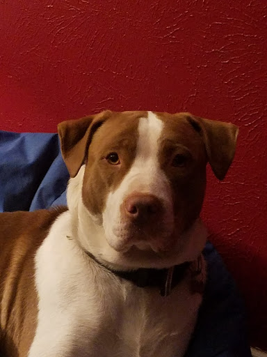 Pet Supply Store «Petsense North Richland Hills», reviews and photos, 5615 Rufe Snow Dr, North Richland Hills, TX 76180, USA