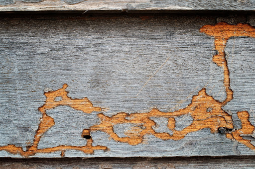 Pest Control Service «Universal Pest & Termite», reviews and photos