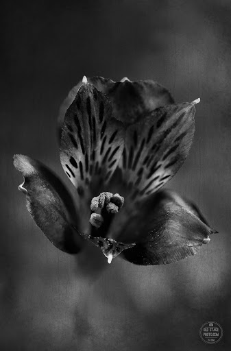 Florist «Shaw And Boehler Florist», reviews and photos, 31 Clinton Ave, Cortland, NY 13045, USA