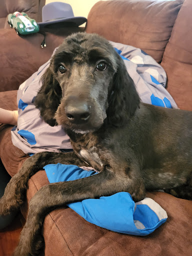 Pet Supply Store «PetSmart», reviews and photos, 1125 Quentin Rd, Lebanon, PA 17042, USA