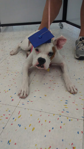 Pet Supply Store «Petco Animal Supplies», reviews and photos, 313 Homer M Adams Pkwy, Alton, IL 62002, USA