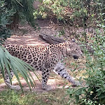 Photo n° 14 de l'avis de Claude.o fait le 26/07/2023 à 16:09 pour Zoo d'Amnéville à Amnéville