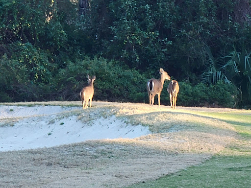 Golf Club «Jekyll Island Golf Club», reviews and photos, 322 Captain Wylly Rd, Jekyll Island, GA 31527, USA