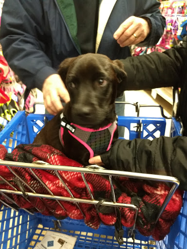 Pet Supply Store «PetSmart», reviews and photos, 299 Loudon Rd, Concord, NH 03301, USA
