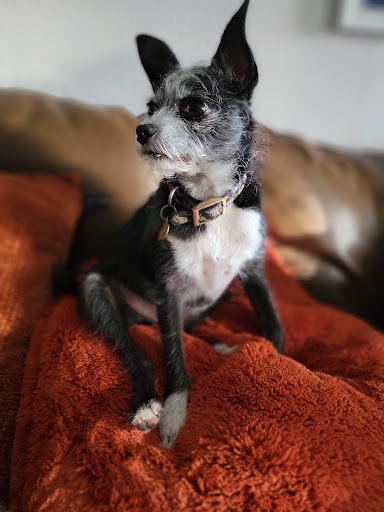 Pet Supply Store «Coast Pet Supplies», reviews and photos, 880 N Coast Hwy, Laguna Beach, CA 92651, USA