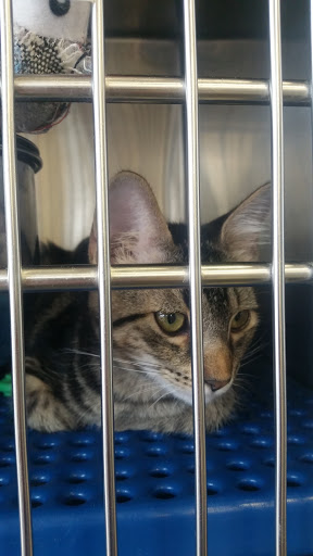 Pet Supply Store «Petsense Fort Worth», reviews and photos, 1408 Eastchase Pkwy #100, Fort Worth, TX 76120, USA