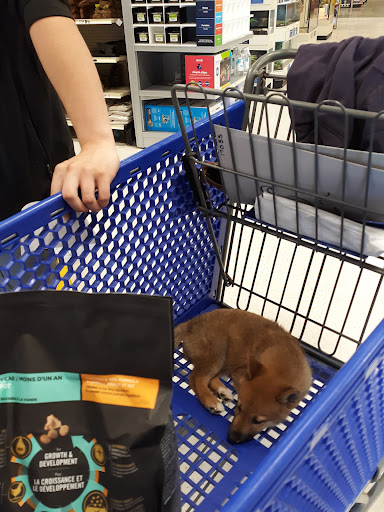 Pet Supply Store «PetSmart», reviews and photos, 20924 N Frederick Rd, Germantown, MD 20876, USA