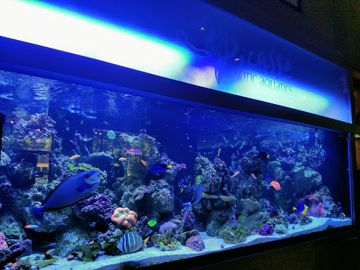 Tropical Fish Store «Picasso Exotic Aquatics», reviews and photos, 11560 Ash St, Leawood, KS 66211, USA