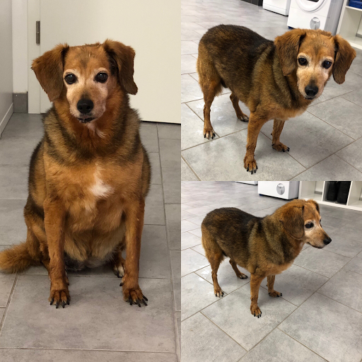 Finolino Hundesalon unter Wilhermsdorf, 