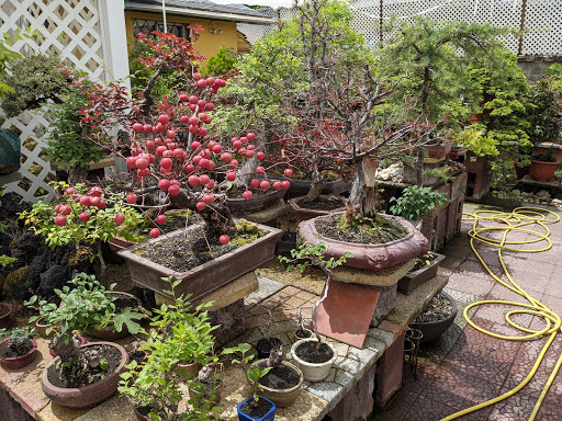 Vivero Y Jardin Bonsai Nebari Limitada