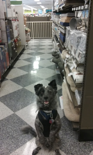 Pet Supply Store «Petco Animal Supplies», reviews and photos, 1203 SE Everett Mall Way f, Everett, WA 98208, USA