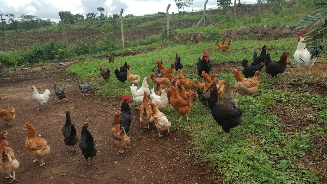 Nyumbani Ventures Farm