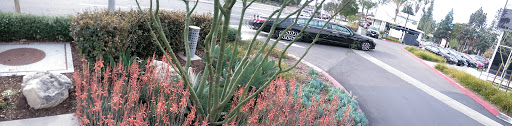 Starbucks image