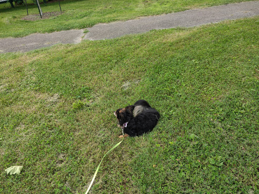 Park «Taylor Memorial Park», reviews and photos, 4201 Lee Ave, Louisville, KY 40213, USA