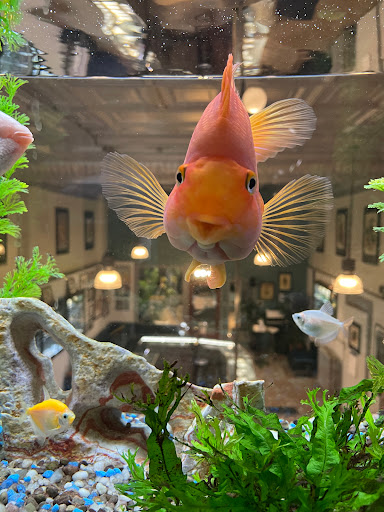 Explore tattoo ideas for a submissive, creative tattoo ideas in Northampton, available at Luckys Tattoo and Piercing