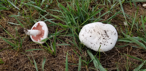 Park «North Hydro Park», reviews and photos, 2599 Bridge Rd, Ypsilanti, MI 48198, USA