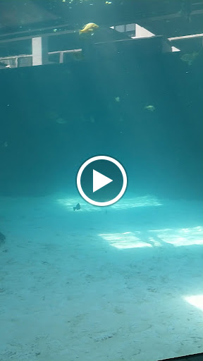 Aquarium «Mote Marine Laboratory & Aquarium», reviews and photos, 1600 Ken Thompson Pkwy, Sarasota, FL 34236, USA