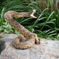 Three Rivers Wildlife Control - Humane Wildlife Removal From Your Home or Office - Photo 6 - Car repair in , Pittsburgh