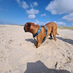 Photo n°6 de l'avis de Simone.u fait le 22/07/2021 à 17:55 sur le  Buhne 16 & Buhtique à Kampen