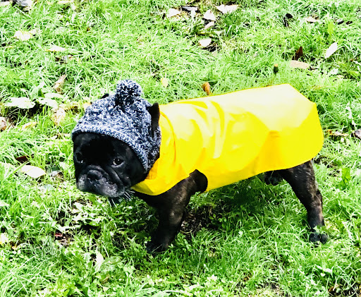 Pet Supply Store «Mud Bay», reviews and photos, 2611 California Ave SW, Seattle, WA 98116, USA