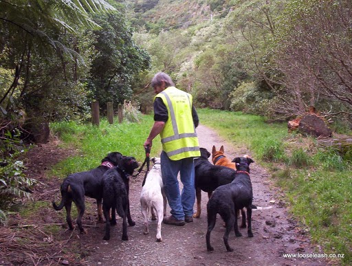 Reviews of Loose Leash Dog Walking Service Newlands Johnsonville Wellington in Wellington - Dog trainer
