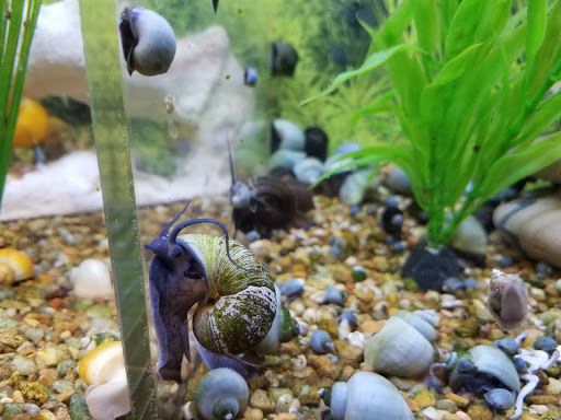 Pet Supply Store «PetSmart», reviews and photos, 1285 Johnson Ferry Rd, Marietta, GA 30068, USA