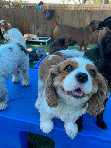 Pet Store «Bark Life Market», reviews and photos, 11220 Park Blvd N, Seminole, FL 33772, USA