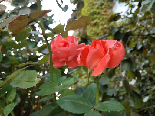 Florist «The Findery Floral and Gift», reviews and photos, 620 S 48th Ave, Yakima, WA 98908, USA