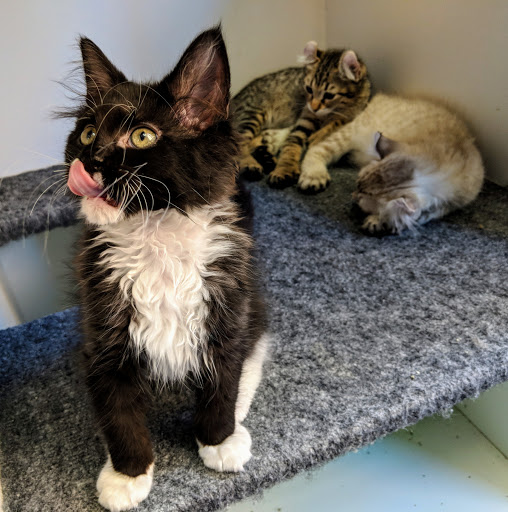 Pet Store «Sand Bar Pet Shop», reviews and photos, 25571 Marguerite Pkwy, Mission Viejo, CA 92692, USA