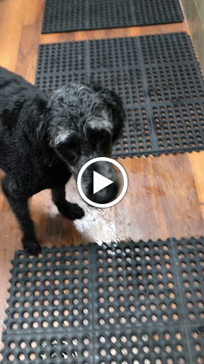 Pet Store «Pet Valu», reviews and photos, 1422 North Point Village Center, Reston, VA 20194, USA