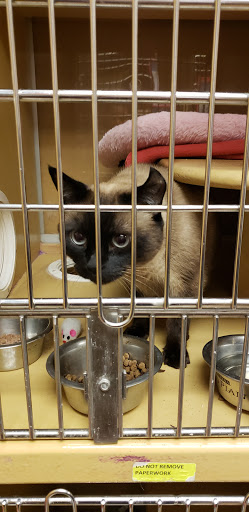 Pet Supply Store «PetSmart», reviews and photos, 2901 Texas Sage Trail, Fort Worth, TX 76177, USA