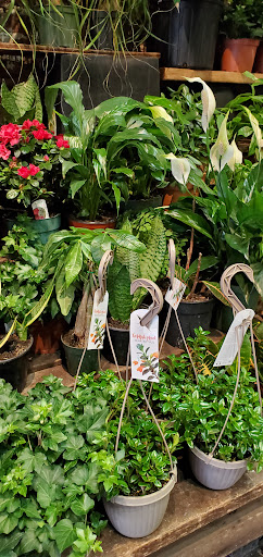 Florist «Brattle Square Florist», reviews and photos, 31 Brattle St, Cambridge, MA 02138, USA