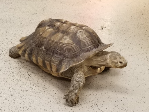 Pet Store «Rockstar Pets», reviews and photos, 215 N Main St, Tooele, UT 84074, USA