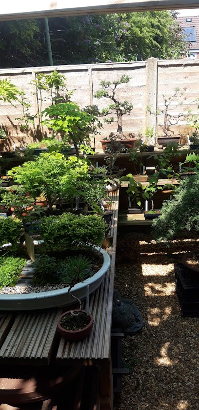 Bonsai plant supplier