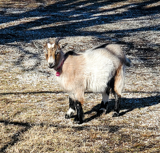 Countryside Veterinary Large Animal Clinic image