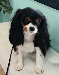 Bubbles and Biscuits Pet Spa and Social Club - Photo 9 - Car repair in Bonita Springs, FL, Bonita Springs