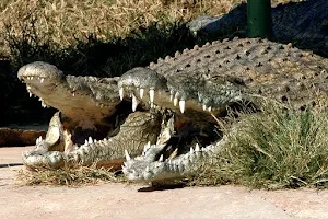 Thaba Kwena Crocodile Farm image